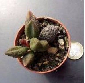 Adromischus Marianiae "Herrei"
