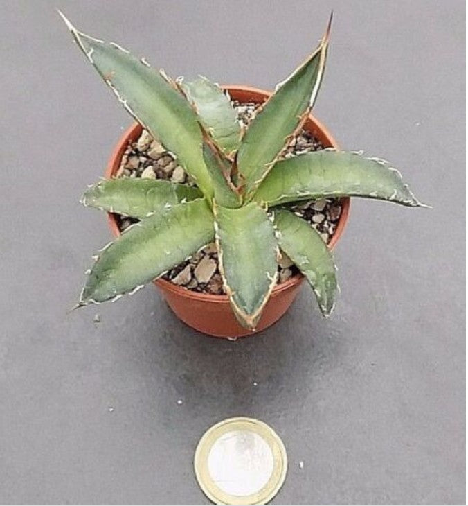 Agave Garciae Mendozae