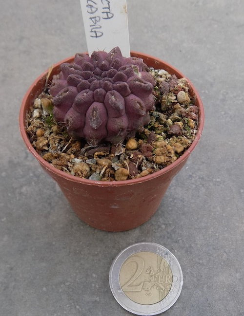 Neoporteria occulta glabra