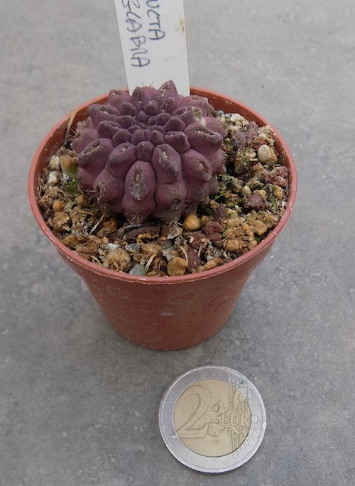 Neoporteria occulta glabra