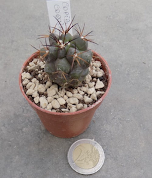 Copiapoa coquimbana N. Huasco