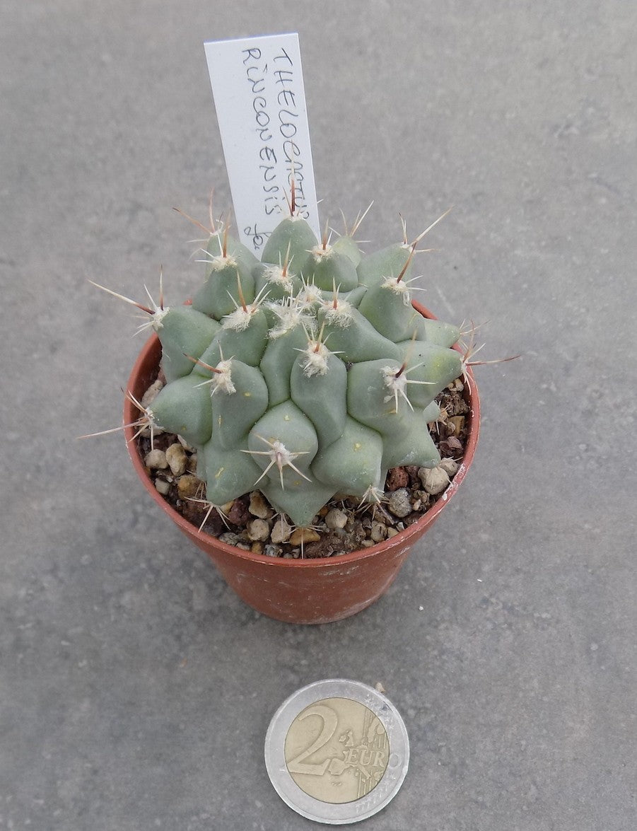 Thelocactus Rinconensis fa.