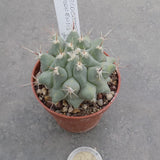 Thelocactus Rinconensis fa.