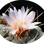Thelocactus Rinconensis fa.