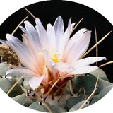Thelocactus Rinconensis fa.