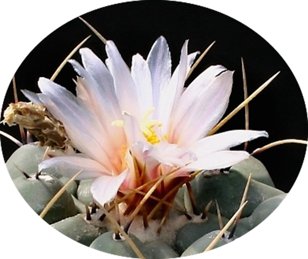 Thelocactus Rinconensis fa.