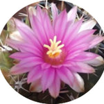 Thelocactus Rinconensis fa.