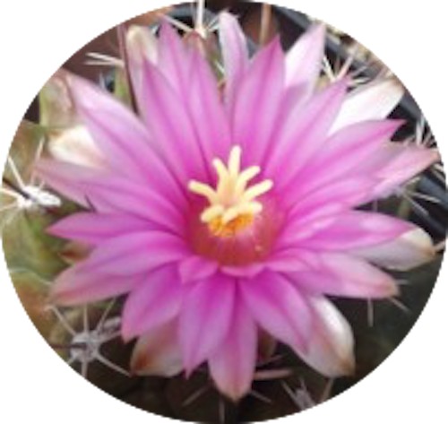 Thelocactus Rinconensis fa.