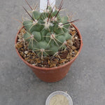 Thelocactus Rinconensis fa.