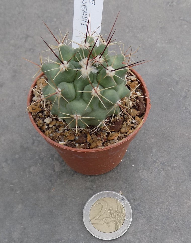 Thelocactus Rinconensis fa.
