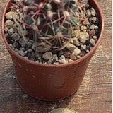 Thelocactus Rinconensis fa.