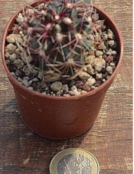 Thelocactus Rinconensis fa.