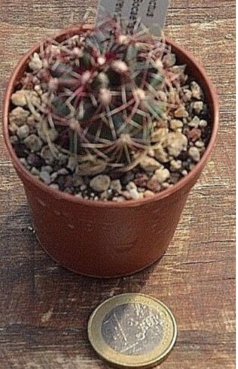 Thelocactus Rinconensis fa.