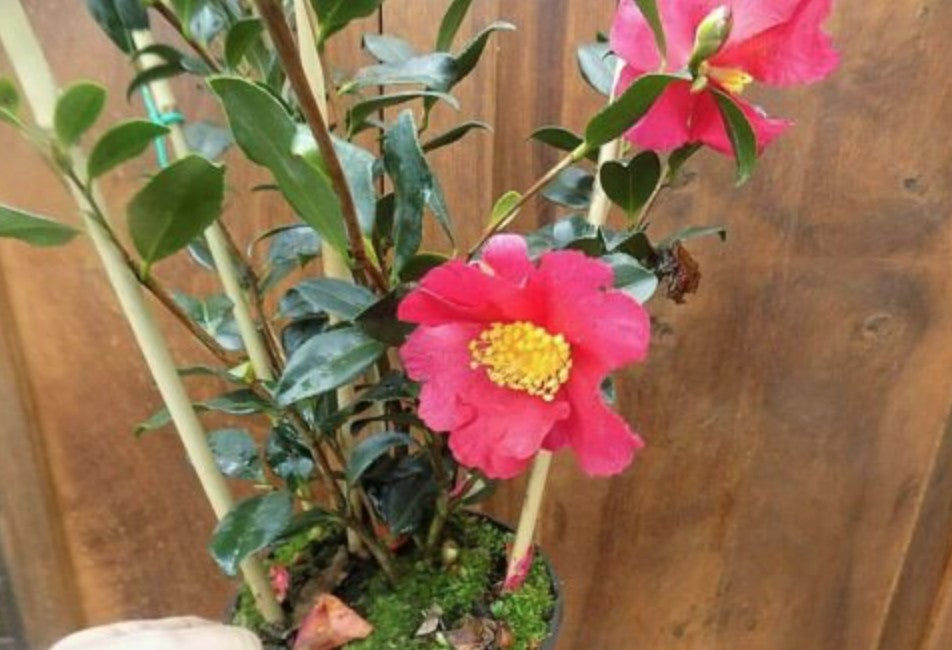 Camelia sasanqua Hiryu