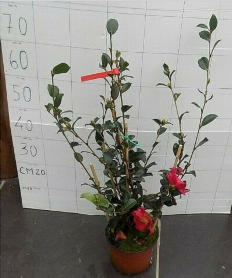 Camelia sasanqua Hiryu