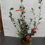 Camelia sasanqua Hiryu