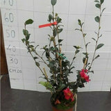Camelia sasanqua Hiryu