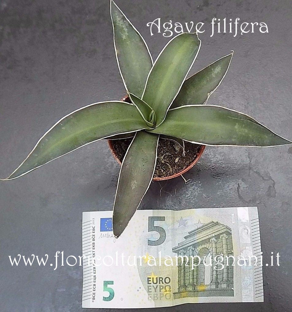 Agve filifera cm.15