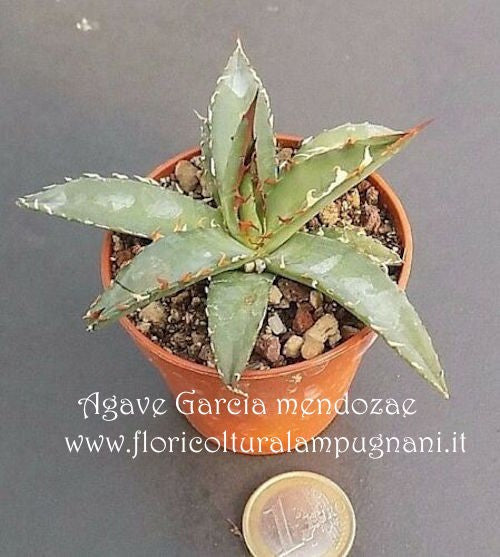 Agave garciae-mendozae resistenza -12°