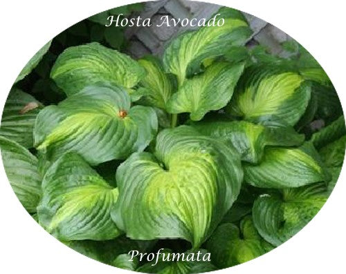 Hosta Avocado