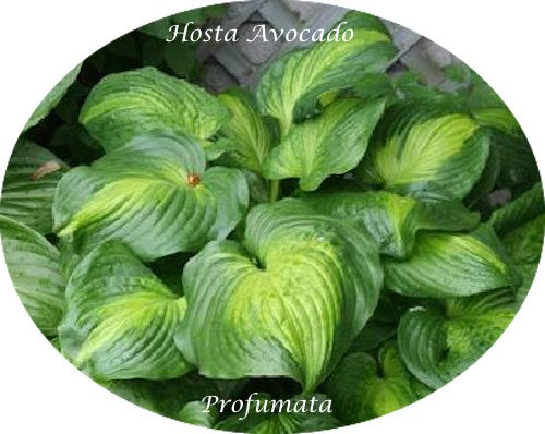 Hosta Avocado