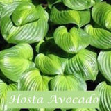 Hosta Avocado