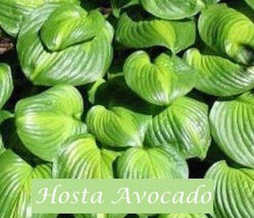 Hosta Avocado