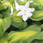 Hosta Avocado