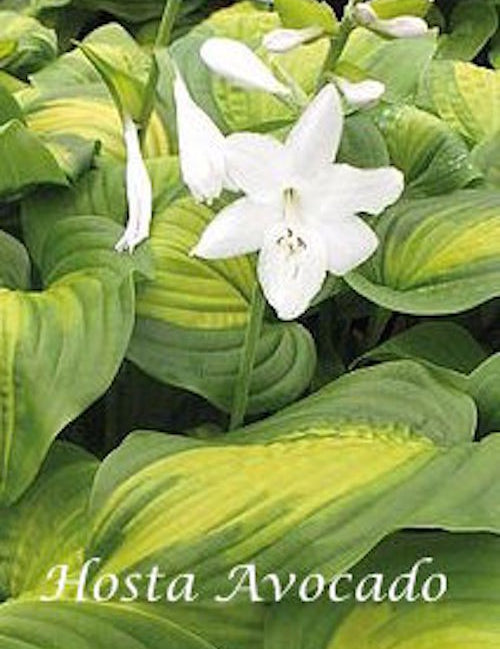 Hosta Avocado