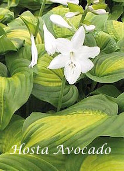Hosta Avocado