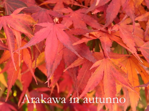 Acer palmatum Arakawa