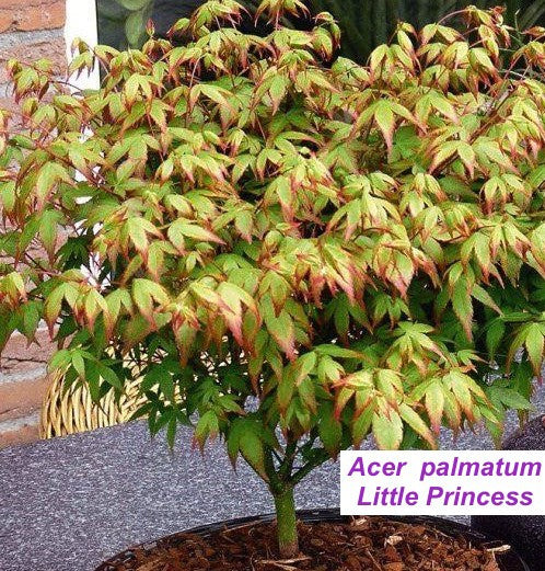 Acer palmatum Little princess