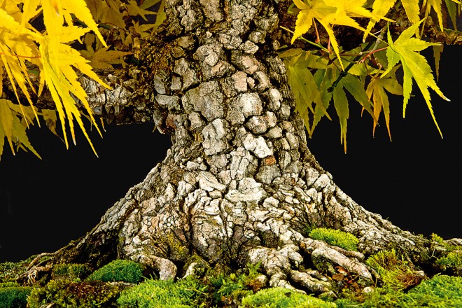 Acer palmatum Arakawa