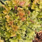 Heuchera Marmalade