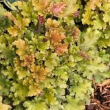 Heuchera Marmalade