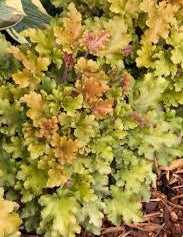 Heuchera Marmalade
