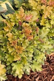 Heuchera Marmalade