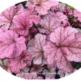 Heuchera Marmalade