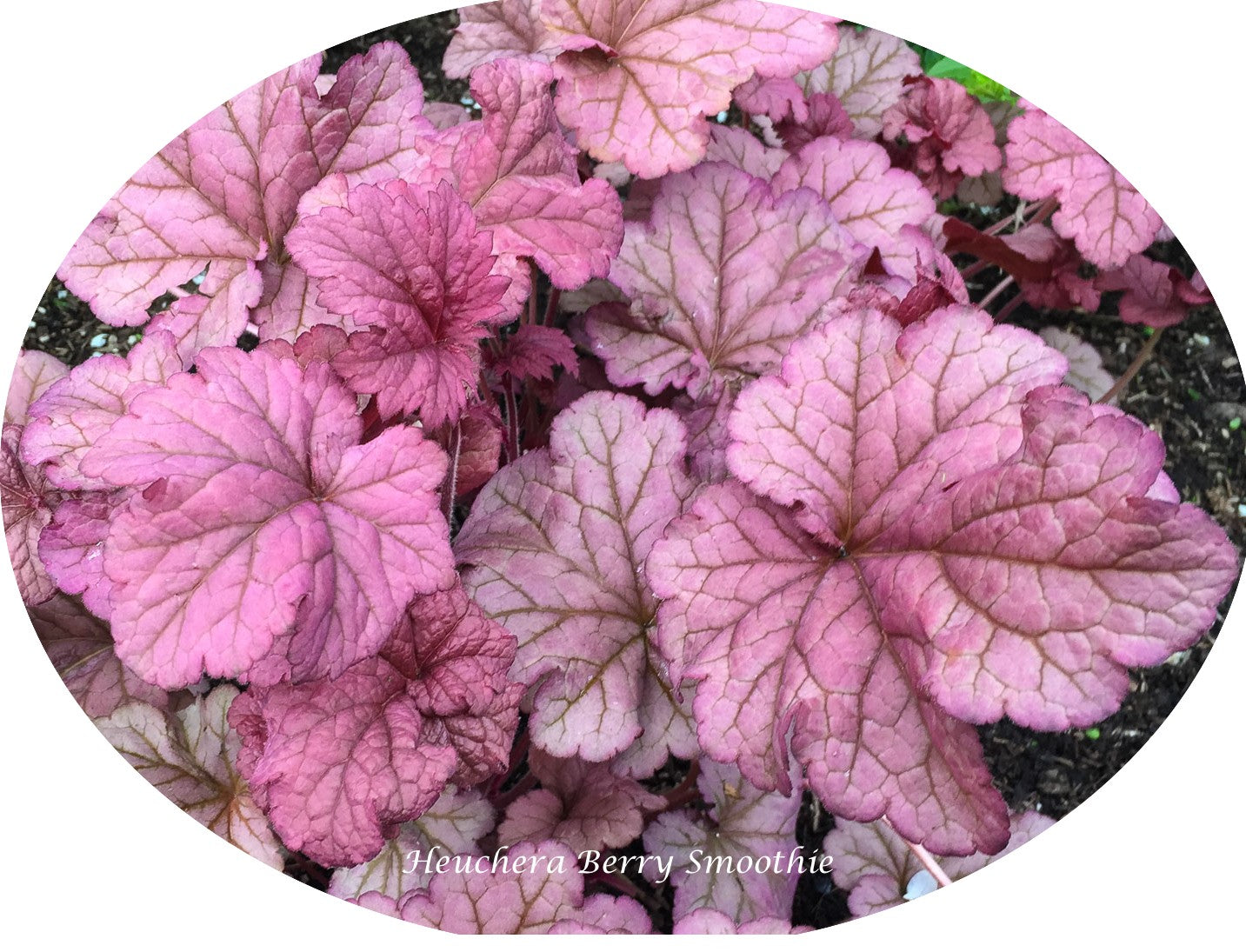 Heuchera Marmalade