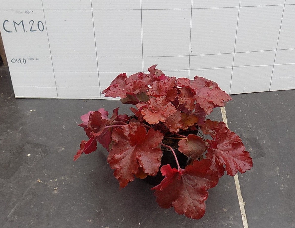 Heuchera Marmalade