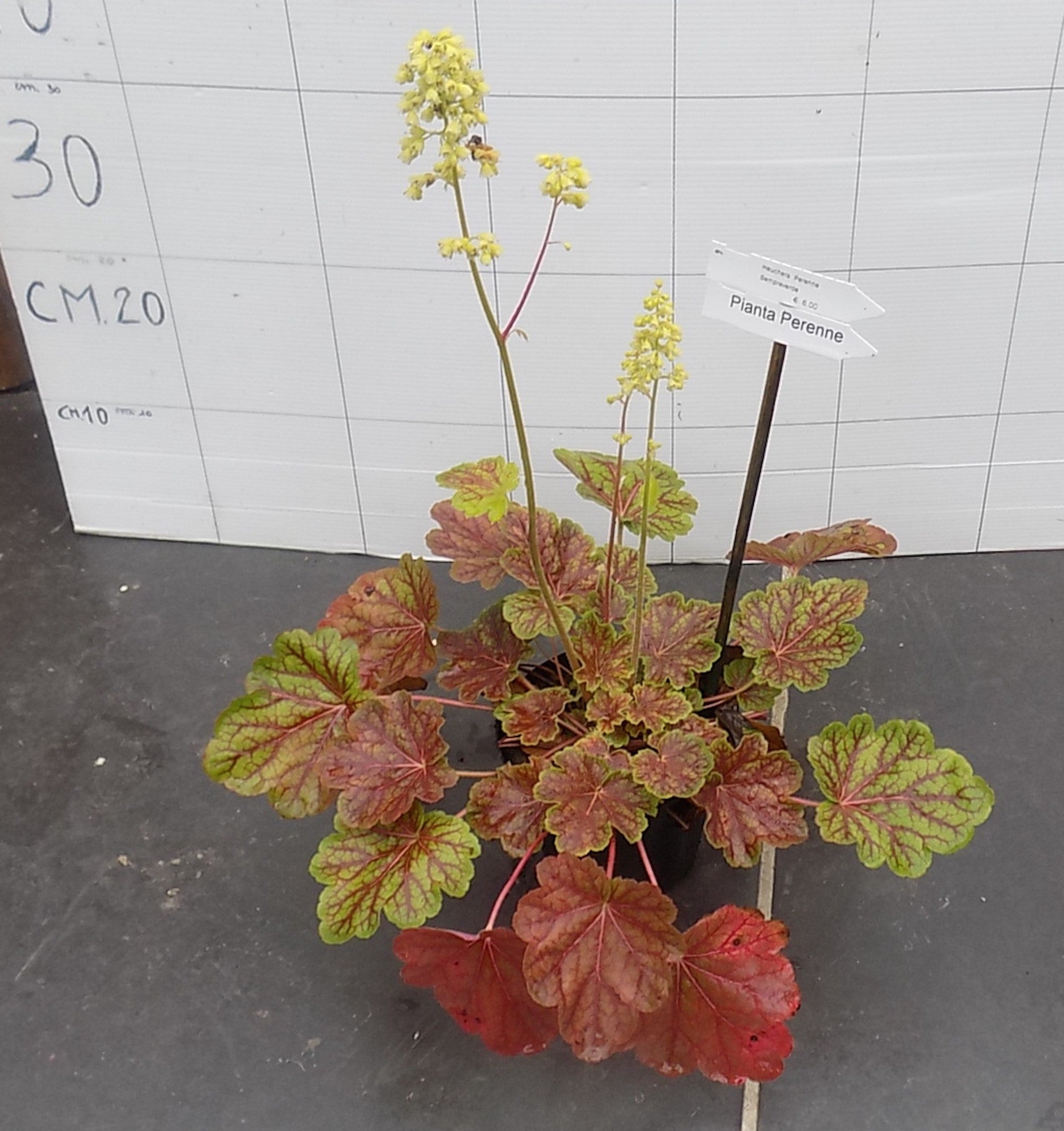 Heuchera Saturnia