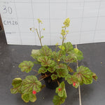 Heuchera Saturnia