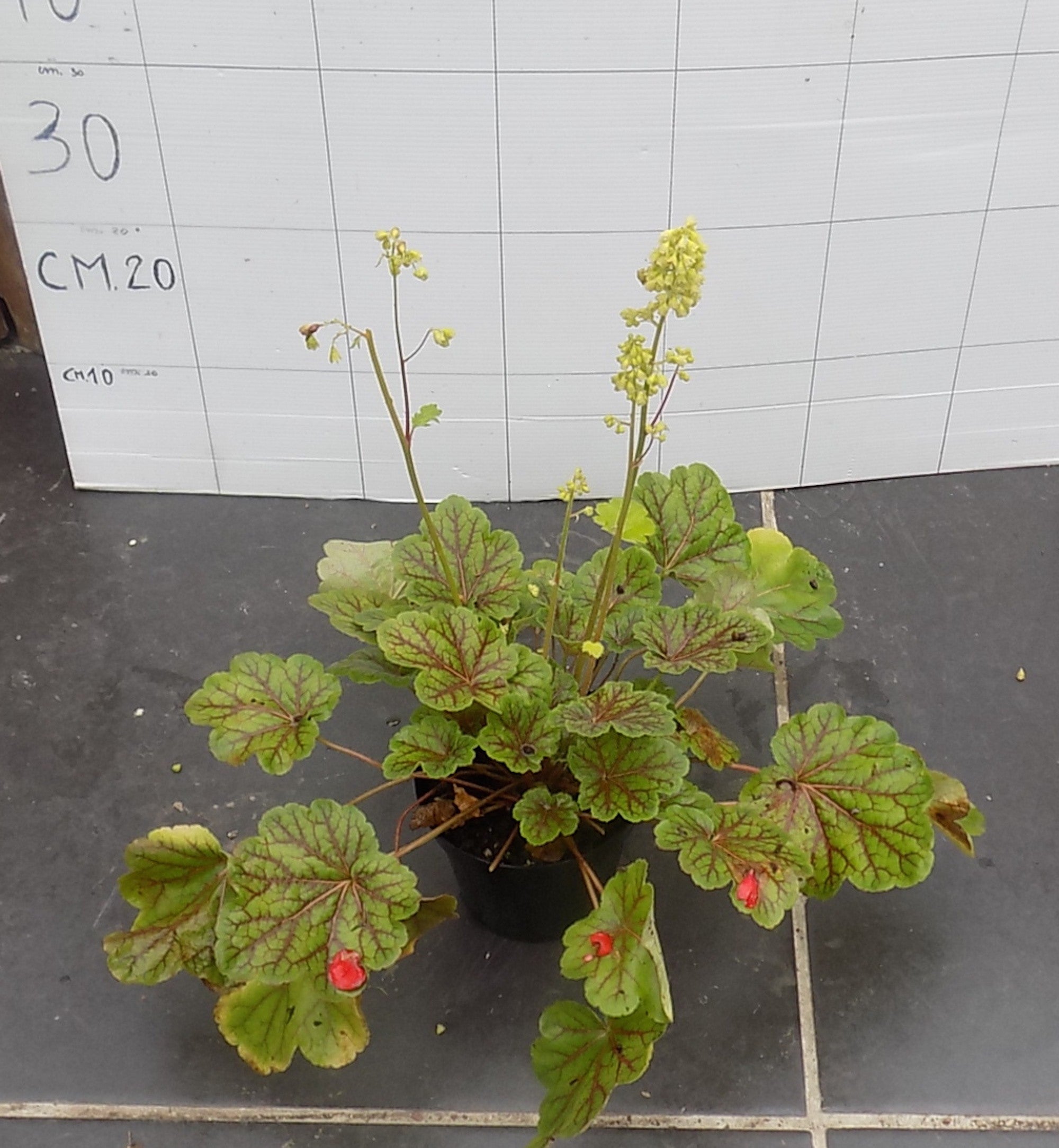 Heuchera Saturnia