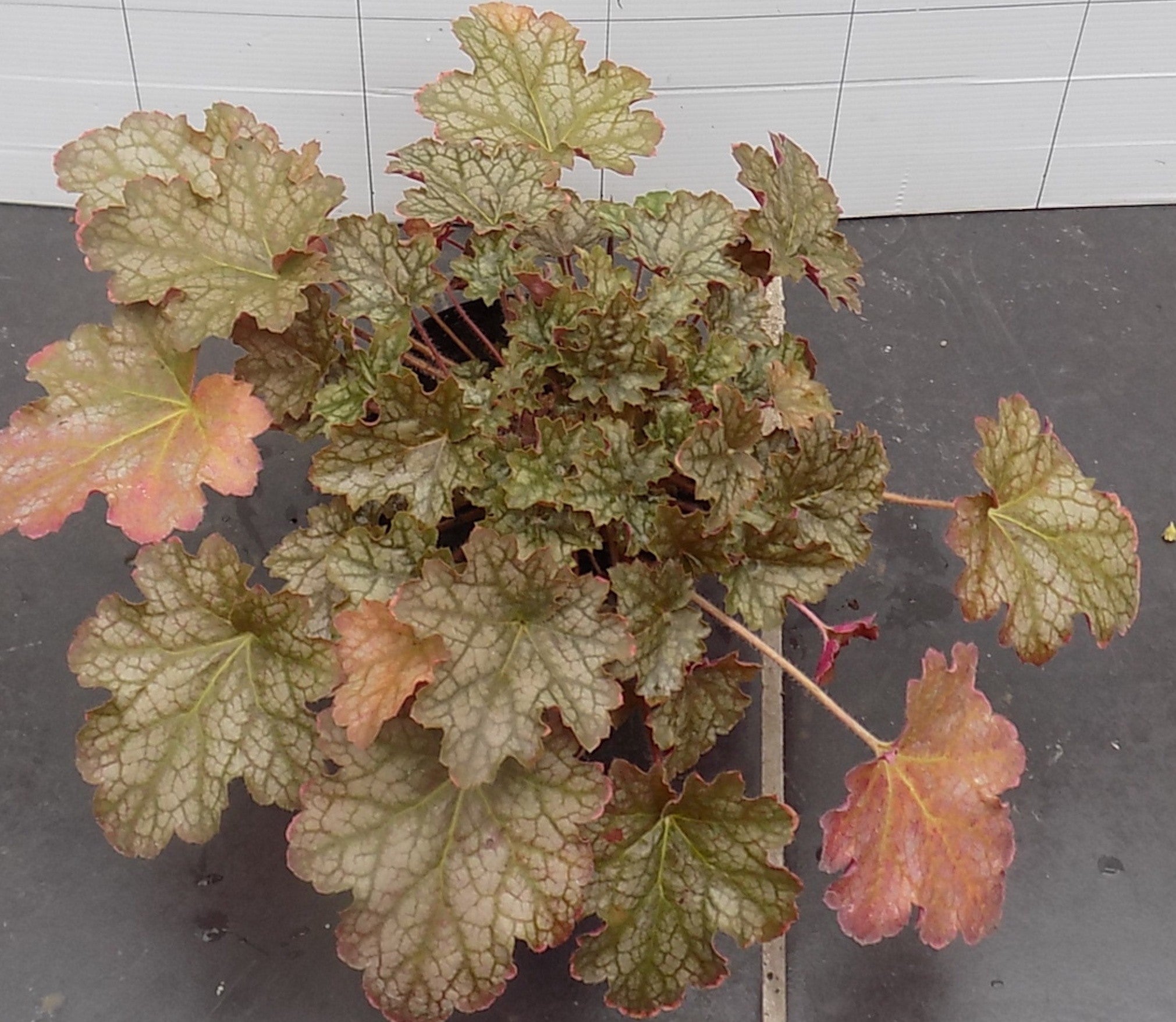 Heuchera Omega