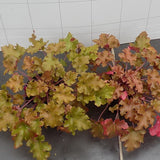 Heuchera Caramel