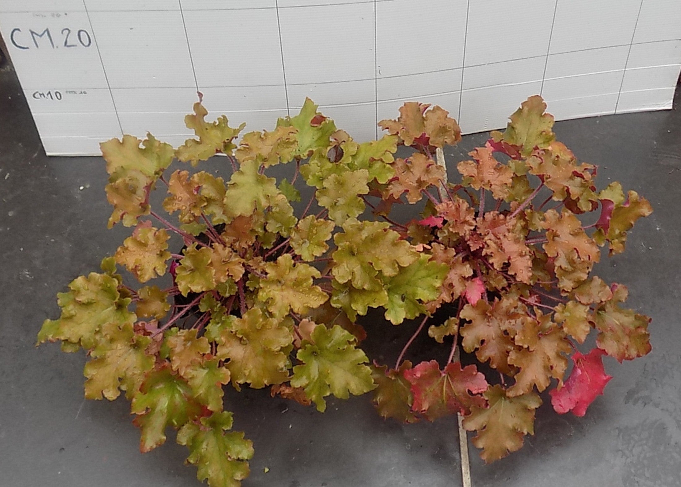 Heuchera Caramel