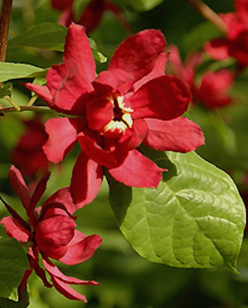 Sinocalycanthus "Hartlage Wine" vaso 7/9