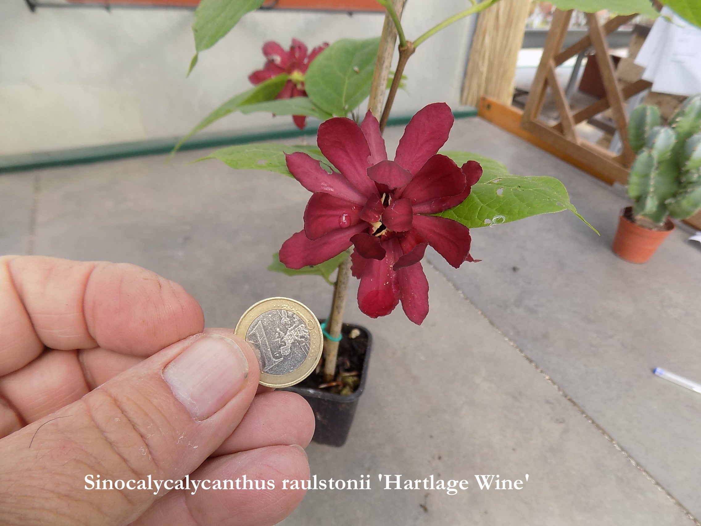 Sinocalycanthus "Hartlage Wine" vaso 7/9