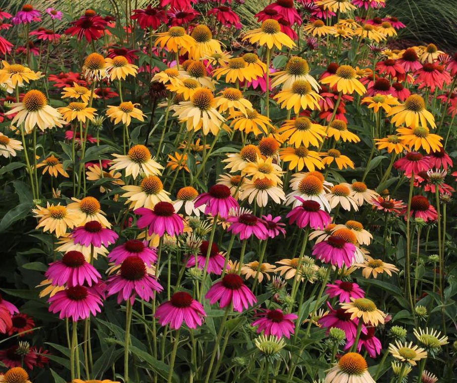 Rudbeckia Cheyenne Spirit