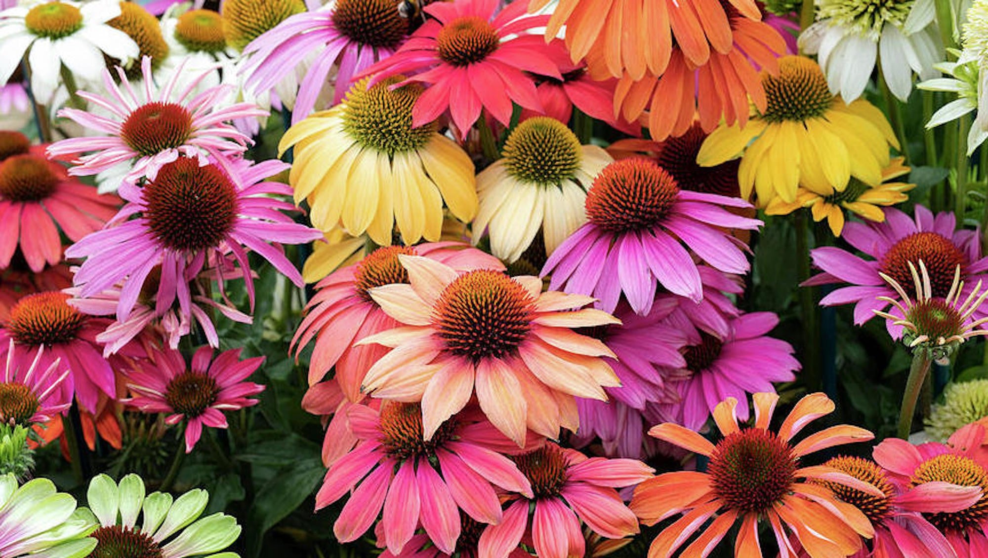 Rudbeckia Cheyenne Spirit